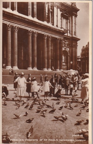 Feeding pigeons st - pigeons, at