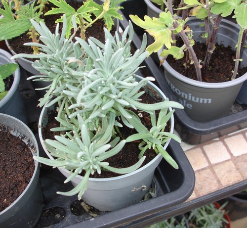 Lavender shrub bush - lavender,