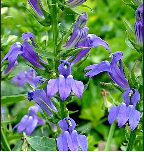 Lobelia siphilitica blue - lobelia,