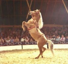 Vintage Hoffman Circus Photo Inside Big Top Horse Stirling Sotland 1973