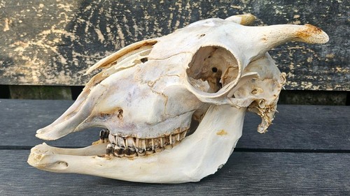 Sheep skull taxidermy art - skull,