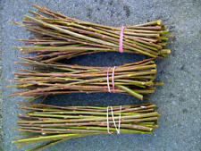 50 Hybrid Willow Cuttings , Fast Growing For Logs, Biomass, Hedging 30cm/12in