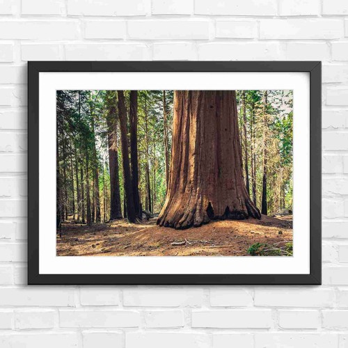 Massive redwood tree trunk - massive,