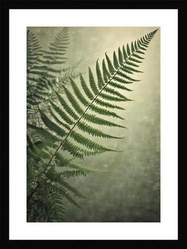 Refined fern fronds framed - fronds,