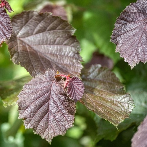 Plant thoery cobnut - plant,