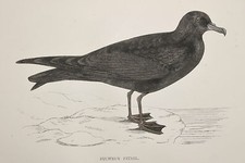 Bulwer's Petrel, Antique Bird Print by Rev. F.O. Morris (ref:263)