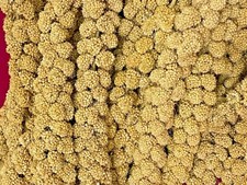 Millet Spray Bulk Aviary Bird Food Treat Seed Grain Cage - Nutritional Small