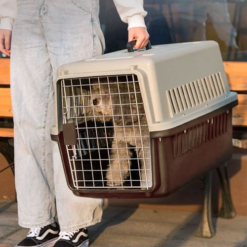Extra large pet carrier - pet, cat