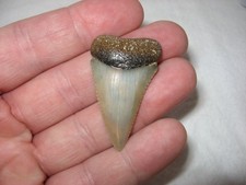 Pliocene Fossil Great White Shark tooth from Peru Good serrations Carcharodon