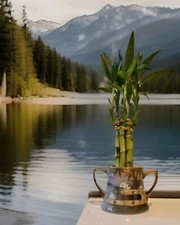 Lucky Bamboo Plants 6x8"