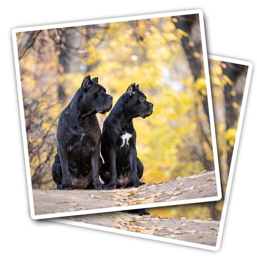Vinyl stickers cane corso - 2x,