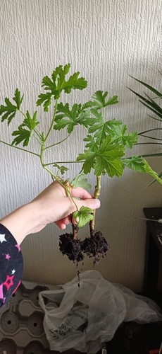 Lemon scented geranium - x2,