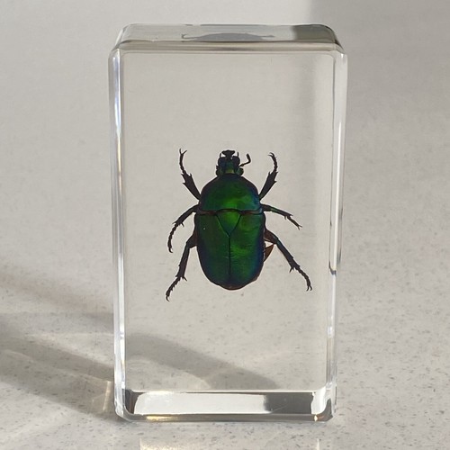 Chafer beetle insect - beetle,
