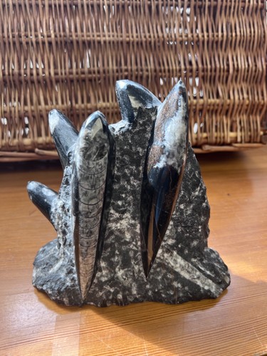 Black polished orthoceras - black,