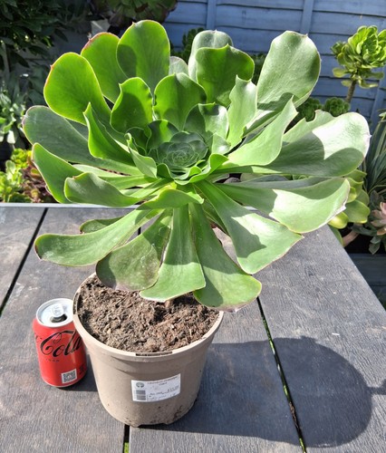 Large headed aeonium - large,