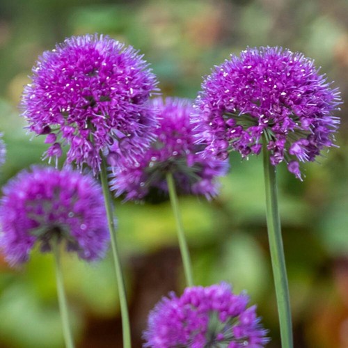 Perennial flower allium - perennial,