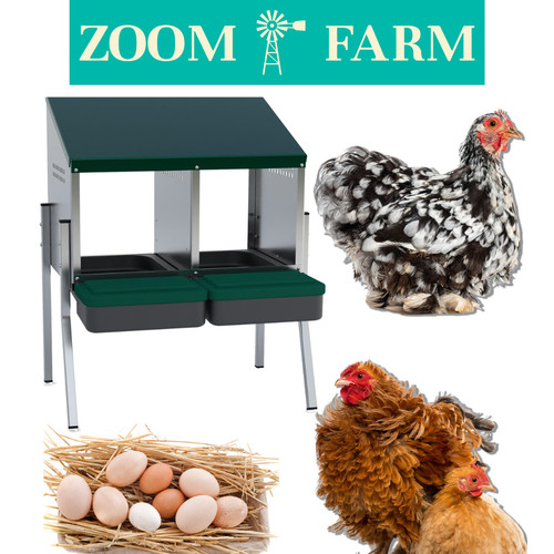 Compartment chicken nest box - chicken,