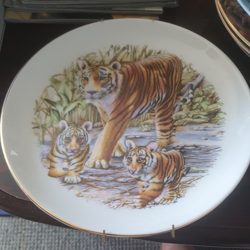 Endangered species tiger - endangered,