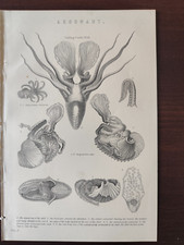  ANTIQUE ORIGINAL B/W