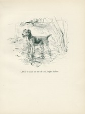 LAKELAND TERRIER LOVELY VINTAGE IMAGE 1936 DOG ART PRINT by ARTIST KF BARKER