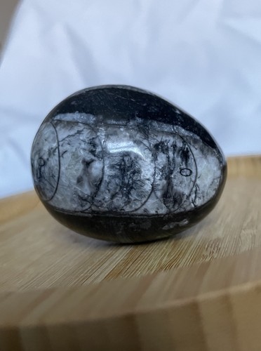 Polished orthoceras fossil egg - polished,