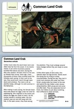 Common Land Crab #95.16 Arthropods - Grolier Wildlife Adventure Card