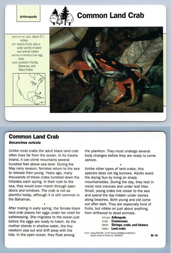 Common land crab 16 - common,