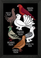 Pigeon Breeds King Pigeons