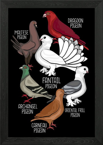 Pigeon breeds king pigeons - breeds,