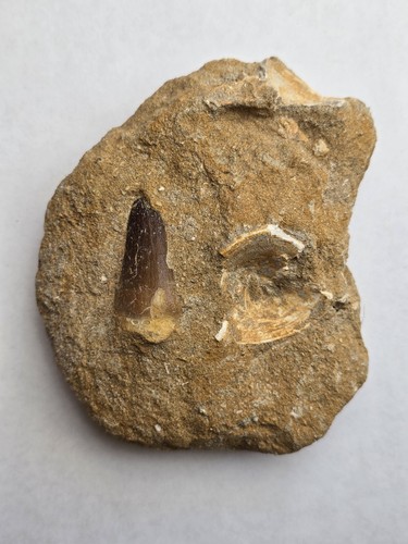 Mosasaur tooth and - tooth,