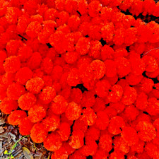 5 PC Artificial Marigold