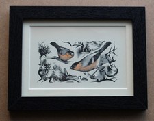 'Bull-Finches' a small
