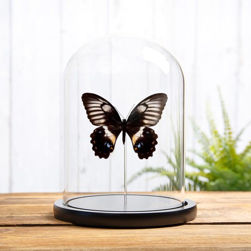 Female swallowtail butterfly - female,