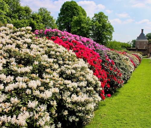 Mixed hybrids rhododendron - 50,
