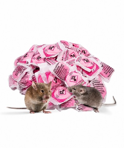 Super strong ratimor rat - rat, &