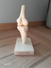 Plastic Knee Joint Model with