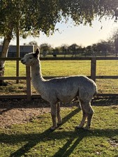 Invergowrie's Grey Suri Alpaca
