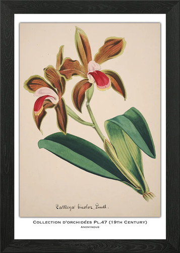 Orchid botanical illustration - orchid,