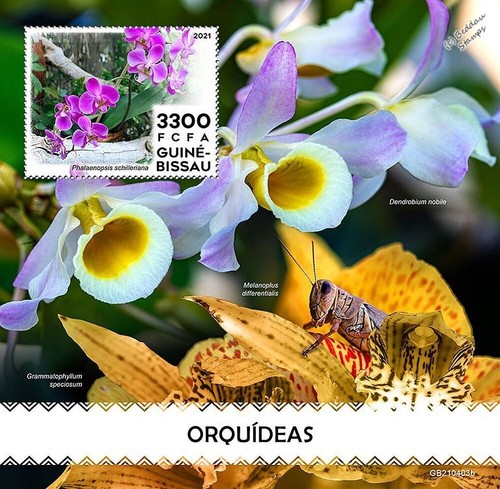 Orchids orchid wild flowers - /,