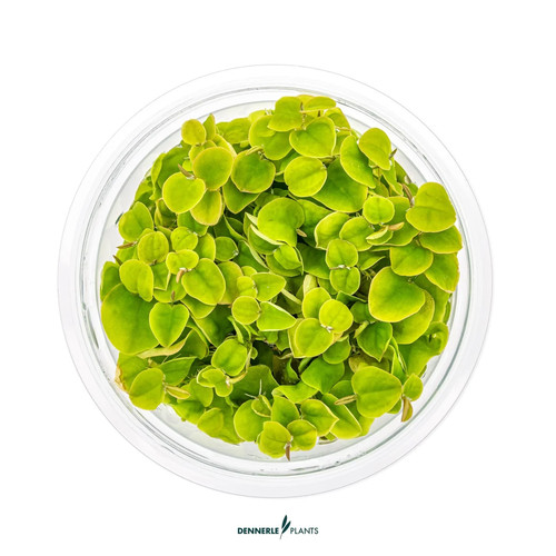 Phyllanthus fluitans - phyllanthus,