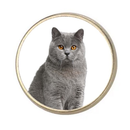 British shorthair cat pet - shorthair,