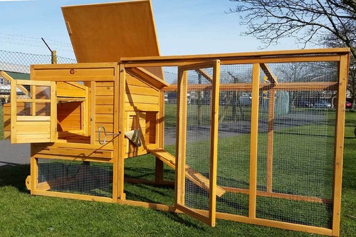 Large 8ft chicken - 8ft,