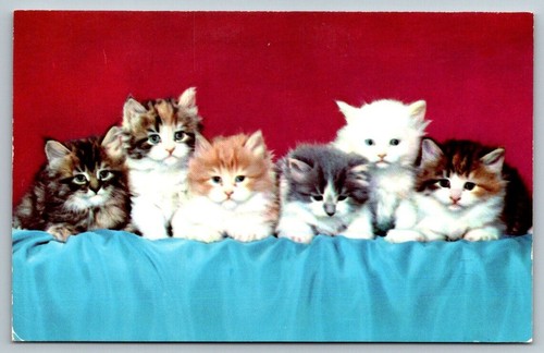 Beautiful kittens cats - kittens,