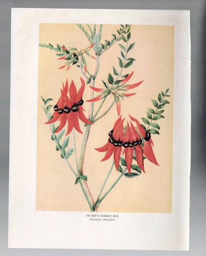 Print australian botanical - print,