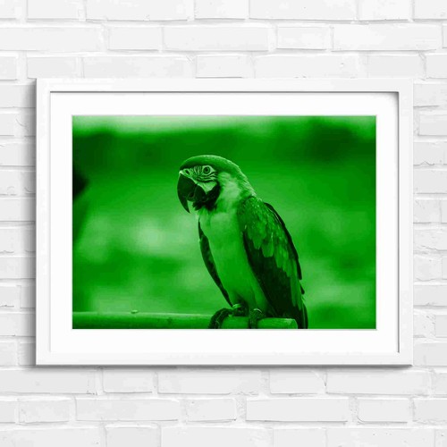 Blue and gold macaw bird - gold,