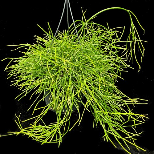 Rhipsalis baccifera oasis - baccifera, 'oasis'