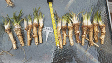 3 Large  Horseradish roots -