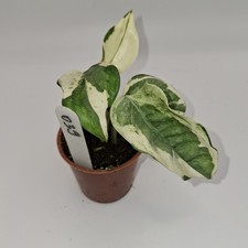 Pothos N’Joy – variegated