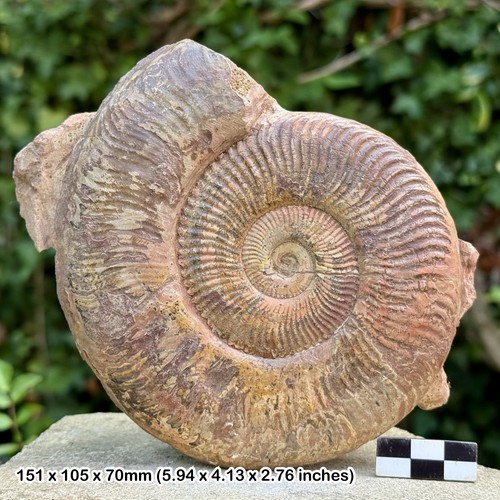 Rare podagrossites - rare, 5"