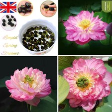 60 Seeds Lotus Mix Flower Seed